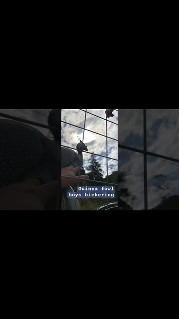 Guinea fowl males fighting 😆❤️ #freerange #guineafowl