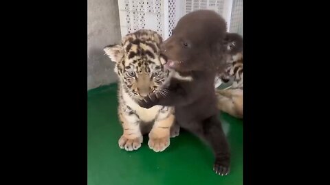 Tiger, Bear Cub Buddies