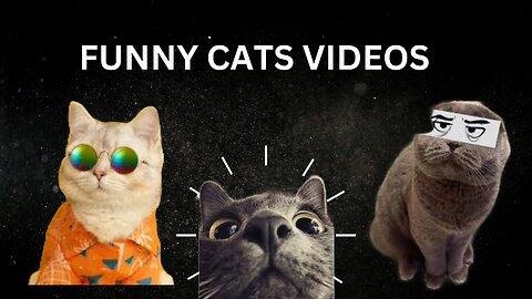 Funny cat Videos