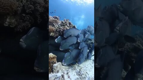 veja esses peixes bizarros e assustadores 😱😱😱