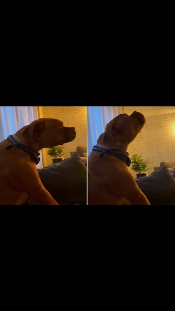 Dog How can sing a song.? | Dramatic dog 🐶 | #pets #rumble #Entertainment #funny #dogs