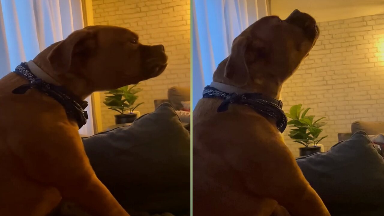 Dog How can sing a song.? | Dramatic dog 🐶 | #pets #rumble #Entertainment #funny #dogs