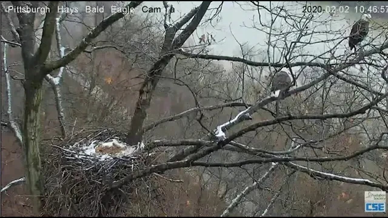 Pittsburgh Hays Dad branch mating and quick flyoff 2020 02 02 1042am