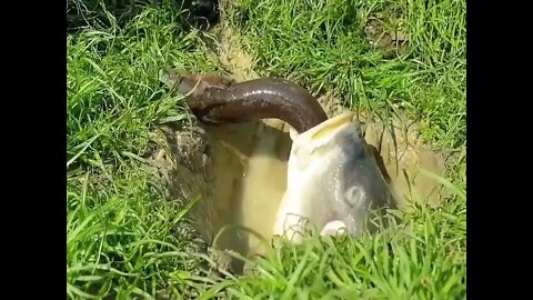 Big Eel vs Fish - Who Wins?