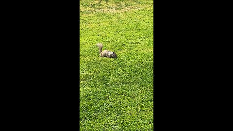 Squirrel Is Eating The Grass #follow #followme #squirrel #viral #shorts #animals #trending