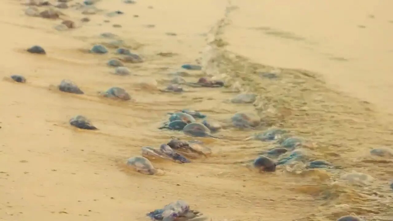 Many dead jellyfish on the sandy coast. Close up of sea waves on sandy beach. Ecological problems c