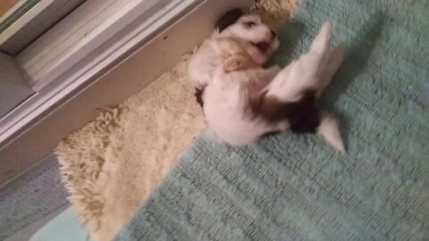 F Litter-NightTime Fun