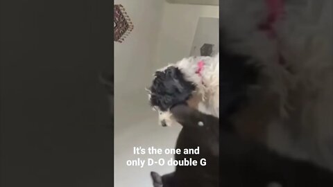 MEME is the one and only D-O double G #shorts