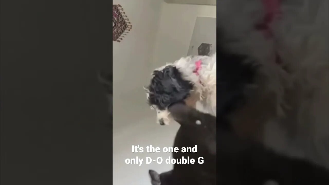 MEME is the one and only D-O double G #shorts