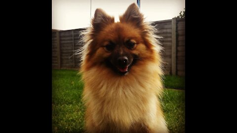 Playing ball in the garden with my dog