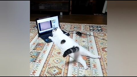 OMG The Cat is So Cute