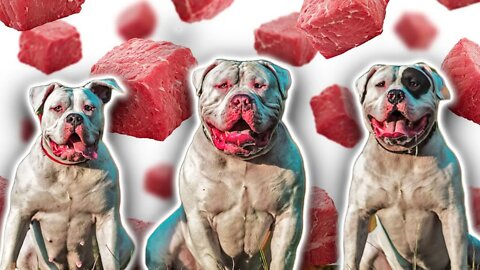 Barnes Bullyz London Raw Food Shopping For Their American Bully's | Bullys From UK