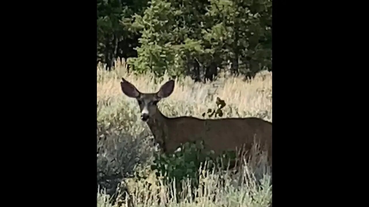 Colorado Boondocking, A visitor, & Ale Review