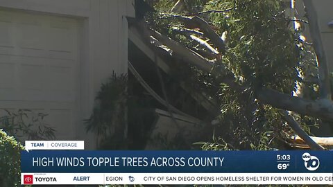 Multiple reports of downed trees around San Diego County as high winds swirl