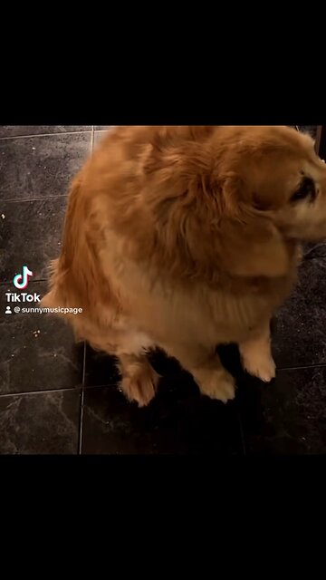Golden retriever, dancing