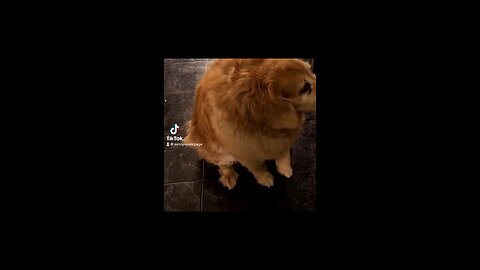 Golden retriever, dancing
