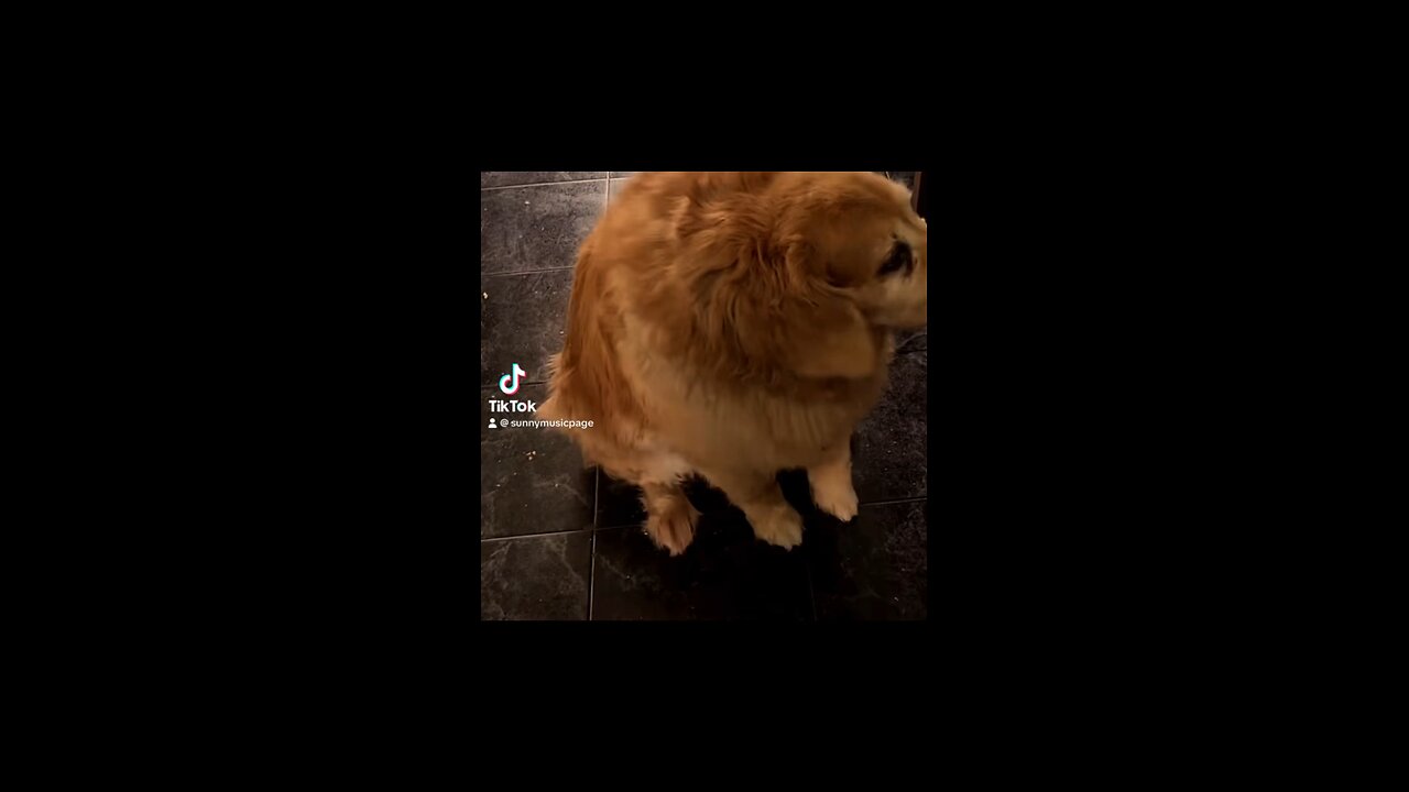 Golden retriever, dancing