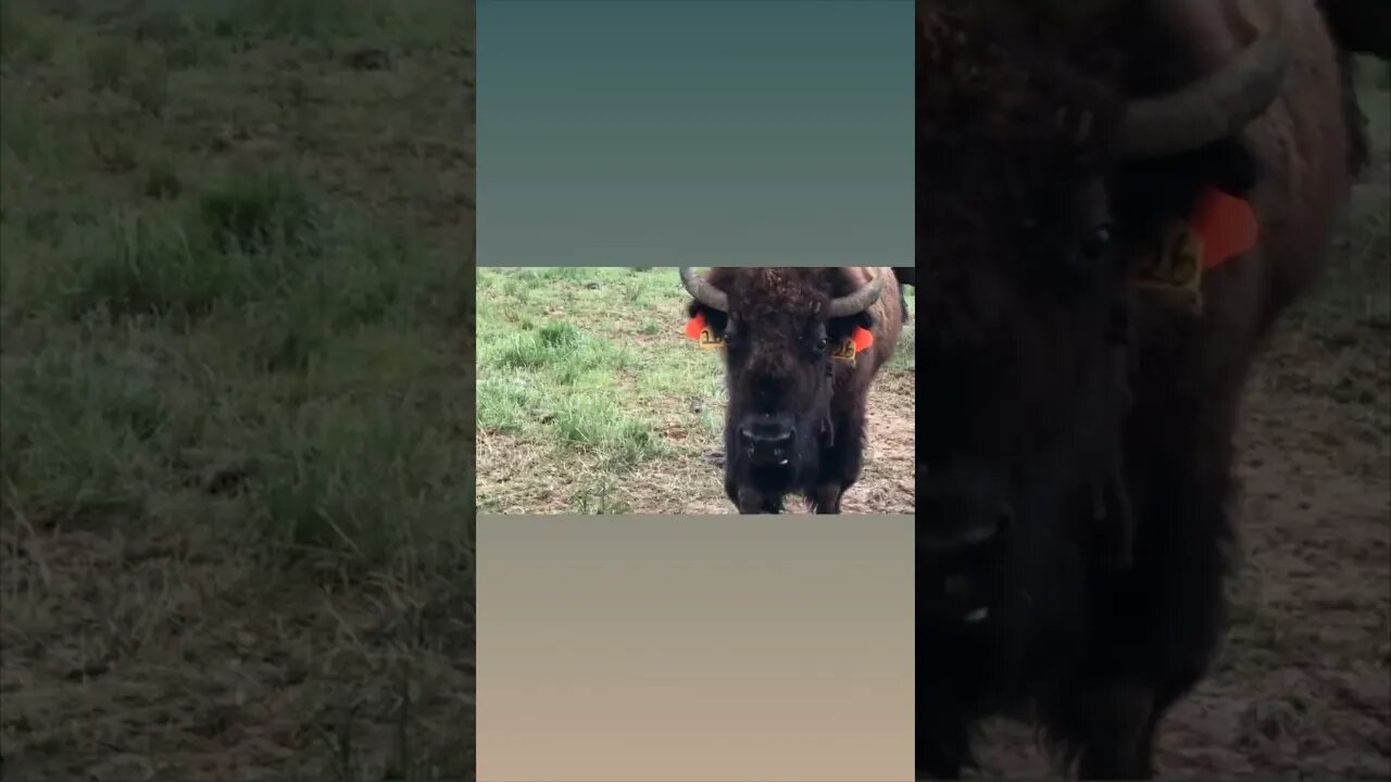 A Bison named piss pants