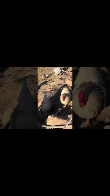 Free range chicken family with two roosters