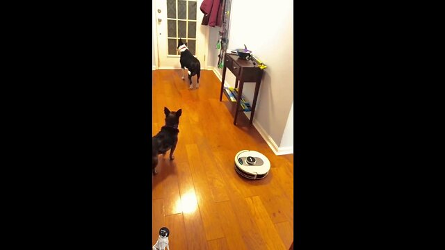 "Hilarious German Shepherd Can't Stop Licking His Friend's Bowl Clean"