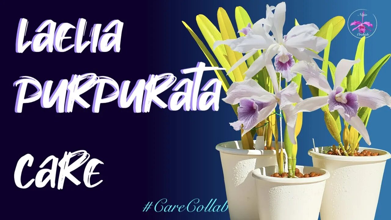 Laelia purpurata | Self-Watering & Leca set-up CARE | Mediterranean Climate #CareCollab