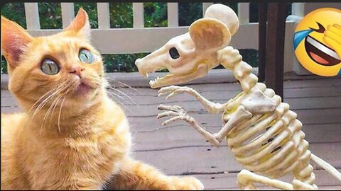 "Pawsitively Hilarious: Funny Animals Gone Wild!"