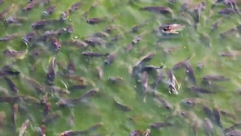 Closeup shot of Fish Feeding in Hindu temple