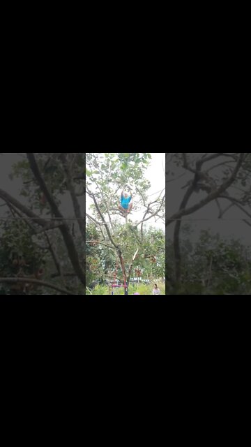 How to Harvest and Prune a Rambutan Tree