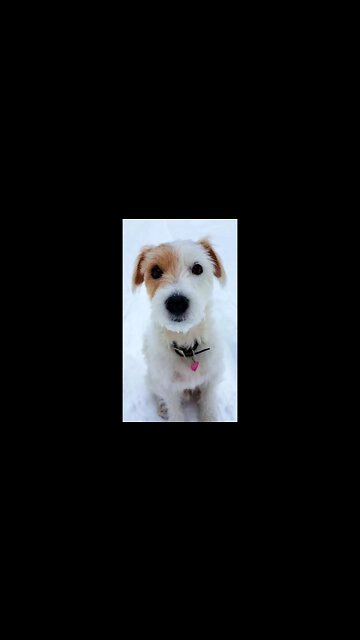 Sierra 15yo Jack Russell Terrier Meditates in snowflakes❄️