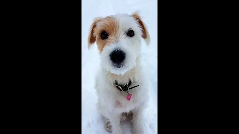 Sierra 15yo Jack Russell Terrier Meditates in snowflakes❄️
