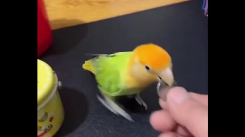Very smart bird, funny video