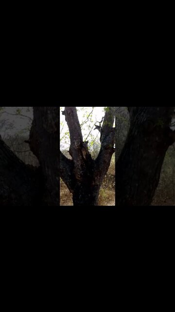 Na natureza selvagem. Macacos da caatinga. Sertão de Porto da Folha/SE, em 04-01-2020 (parte 2).