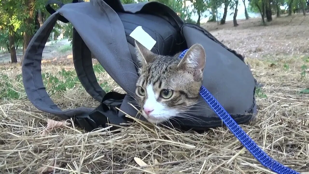 A Cat in the Sack