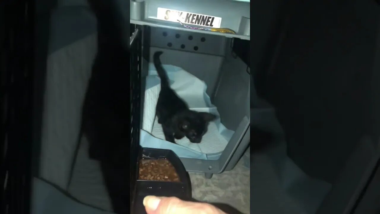 We Heard a TRAPPED Kitten Crying for Help! #shorts #viral #tiktok