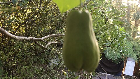 Choko (Sechium edule) Chayote