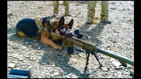 Extreme Trained & Disciplined German Shepherd Dogs