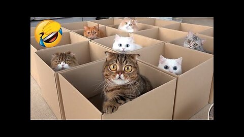 Funny cats - cats you will remember and laugh all day! 😂funny cats videos 2024