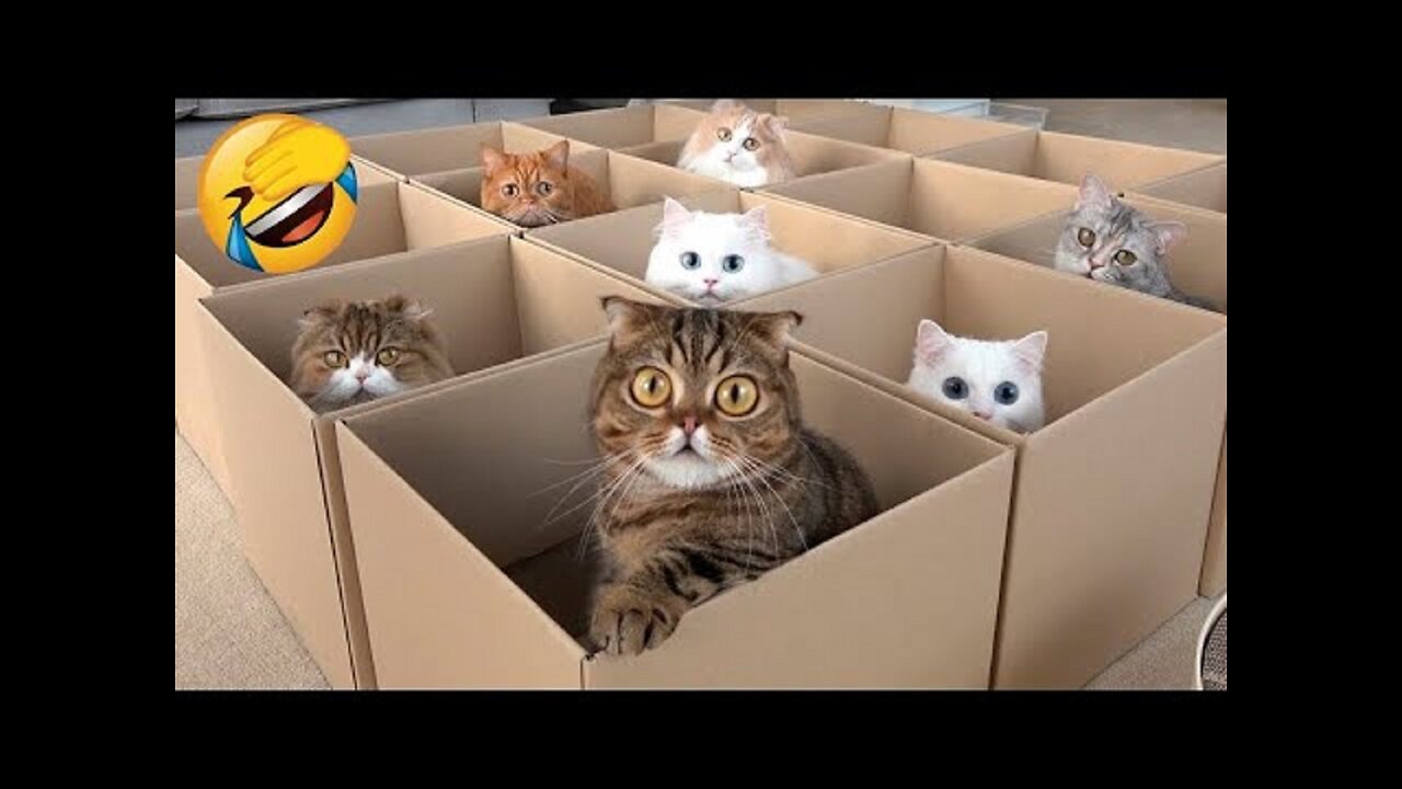 Funny cats - cats you will remember and laugh all day! 😂funny cats videos 2024