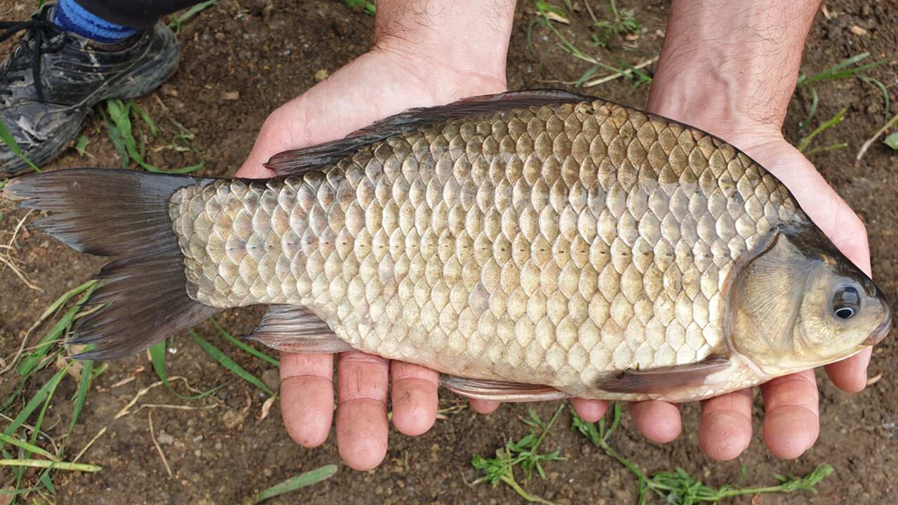 Pecanje bele ribe na plovak (Pecanje deverike, babuške, šarana i cverglana na plovak)