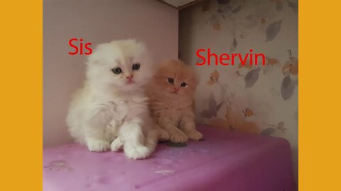 shervin and his brother and sisters