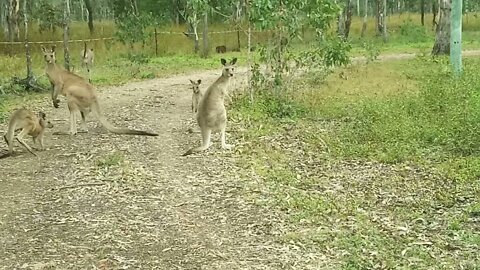 Kangaroos, on the driveway, 27th April 2021 ( Video 3 )