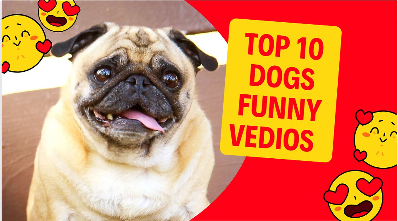 Try Not TO Laugh Challenge-funny Cats and Dogs vines Compilation