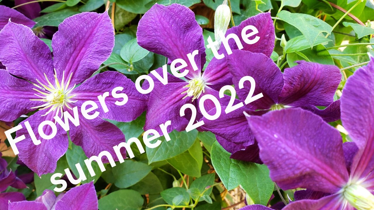 Flower I Have Enjoyed This Summer, 2022