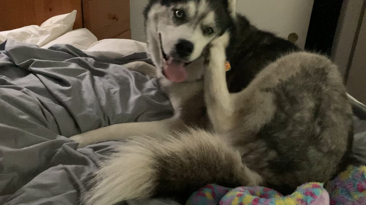 Doggy allergies