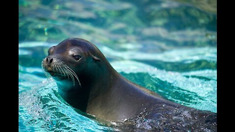 The sea lion is a marine animal.