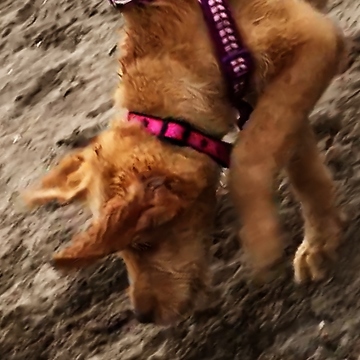 Puppy shows sheer joy while digging holes at the beach