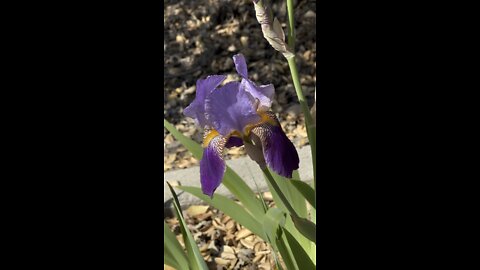 Bearded Iris