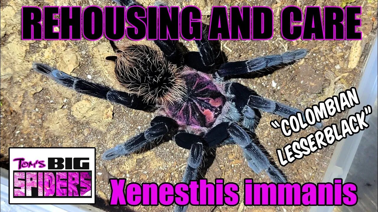 Xenesthis immanis "Colombian Lesserblack" Rehouse and Care