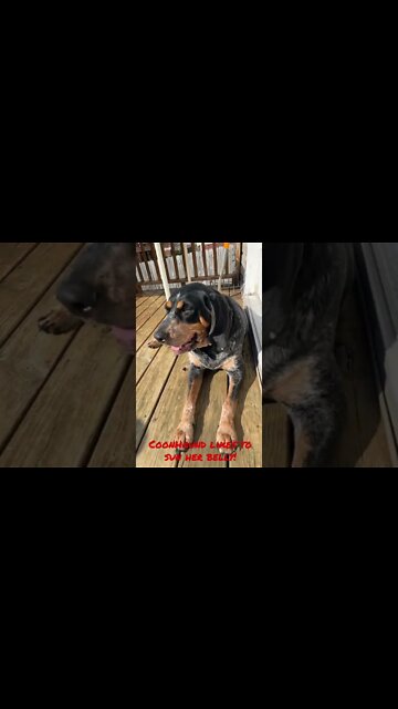 #Bluetick loves to lay in the hot sun! #Coonhounds! #Shorts!