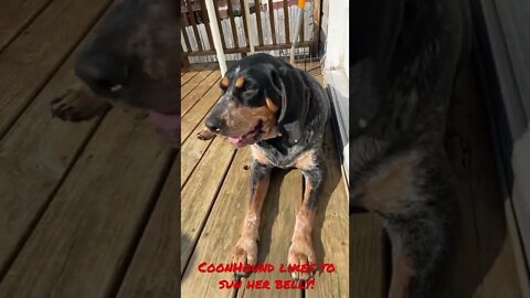 #Bluetick loves to lay in the hot sun! #Coonhounds! #Shorts!